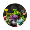 阳台花园