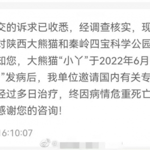 “小丫”已离世