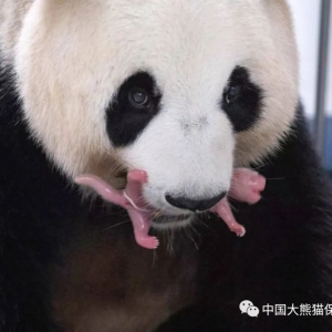 旅韩大熊猫“华妮”诞下一对雌性双胞胎幼崽，情况稳定