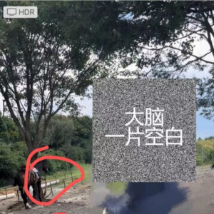 游客称在丽江花钱“骑马游”实为骑骡子，景区：骡子也属于马 ... ...