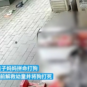 舆情分析：幼童被狗撕咬多位市民上前解救